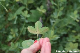 Image for Spider Mite Control Guys with ID of: 1629240
