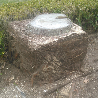 Image for Big Beaver Stump Grinding with ID of: 1630248