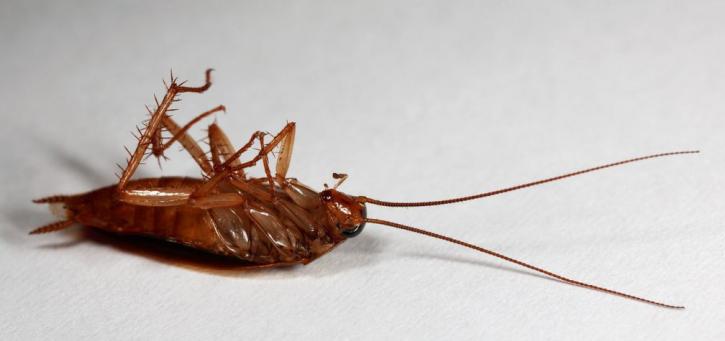 Image for Insight Pest Management Thousand Oaks with ID of: 1632326
