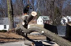 Image for Rochester Tree Pros with ID of: 1633503
