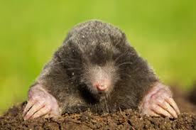 Image for Mole Control Guys with ID of: 1635036