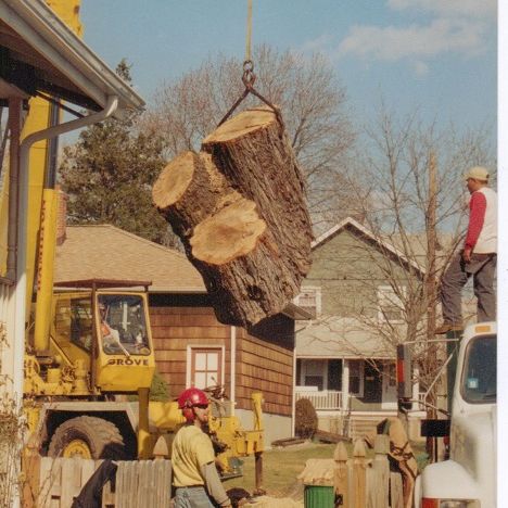 Image for Loyalty Tree Service with ID of: 1636994