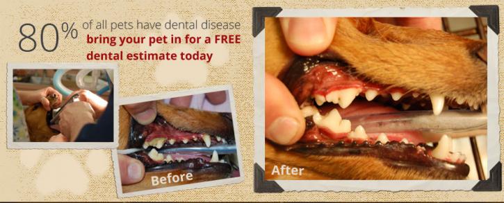 Image for Alpine Pet Care Center with ID of: 1639385