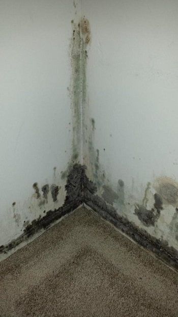 Image for Environmental Affairs LLC with ID of: 1639782