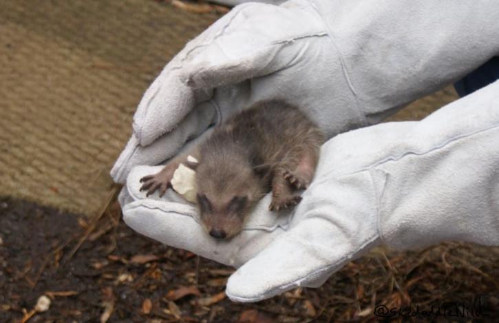 Image for Skedaddle Humane Wildlife Control Mississauga with ID of: 1645816
