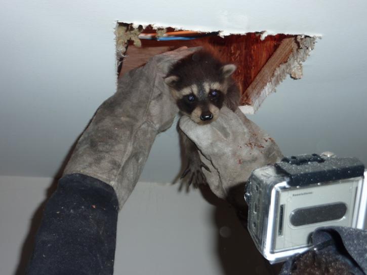 Image for Skedaddle Humane Wildlife Control Mississauga with ID of: 1645827