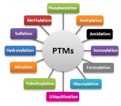 Image for protein phosphorylation analysis with ID of: 1646336