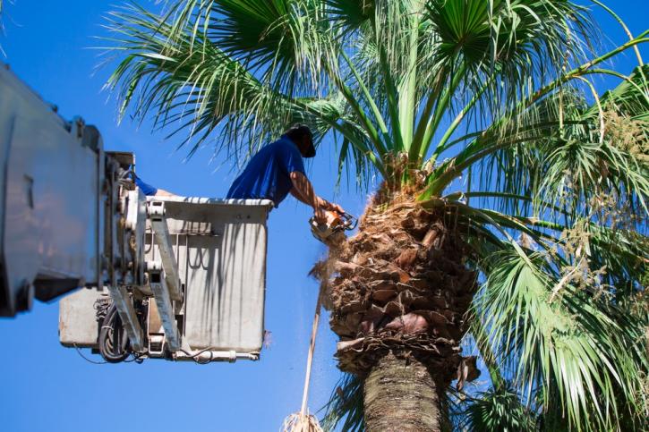 Image for Alligator Tree Service with ID of: 1648102