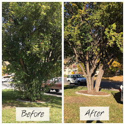 Image for M&T lawn and Yard with ID of: 1651003