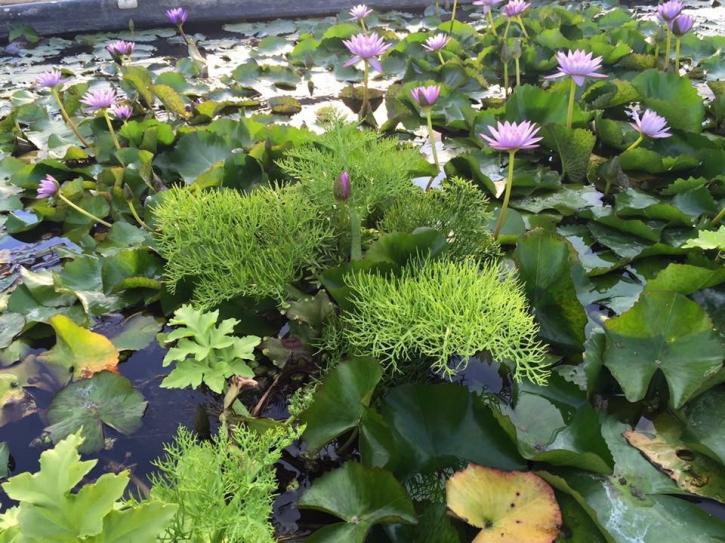 Image for Fitz's Fish Ponds NJ, NY & PA with ID of: 1651545