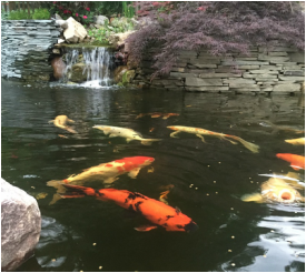 Image for Fitz's Fish Ponds NJ, NY & PA with ID of: 1652416