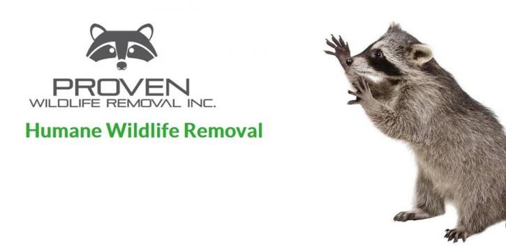 Image for Proven Wildlife Removal Inc. with ID of: 1655562