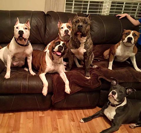 Image for Sun Valley Animal Hospital with ID of: 1657485