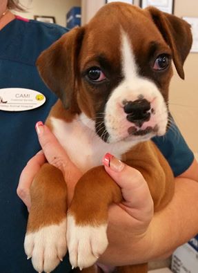Image for Sun Valley Animal Hospital with ID of: 1657487