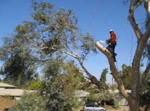 Image for Arbor View Tree Service with ID of: 1660896