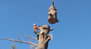 Image for Arbor View Tree Service with ID of: 1660897