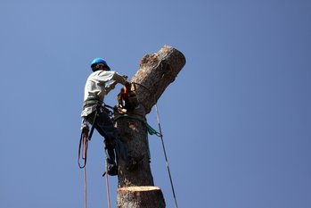Image for Waterbury Tree Service with ID of: 1662472