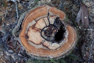 Image for Waterbury Tree Service with ID of: 1662475