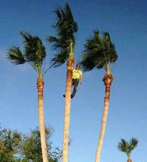 Image for CC Tree Service with ID of: 1670225