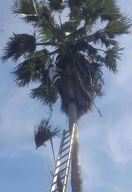 Image for CC Tree Service with ID of: 1670228
