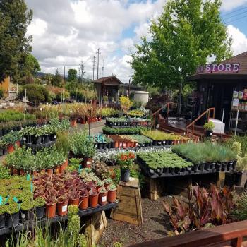 Image for Urban Tree Farm Nursery with ID of: 1675827