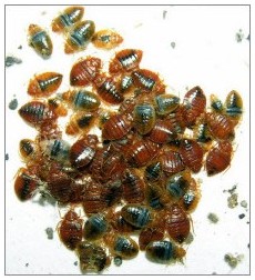 Image for Excellence Pest & Termite Control with ID of: 1677128