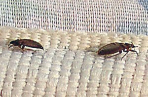 Image for Pest Control & Exterminator of Orange County with ID of: 1678259