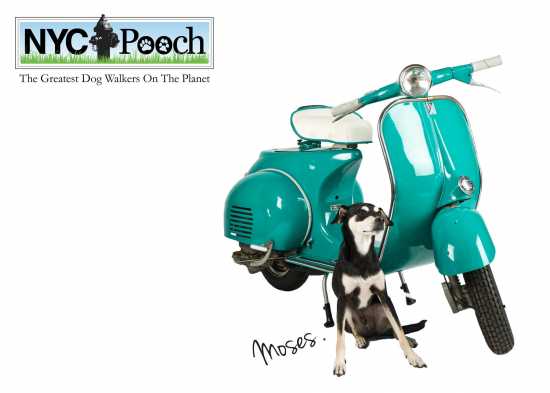 Image for NYC POOCH with ID of: 1682113