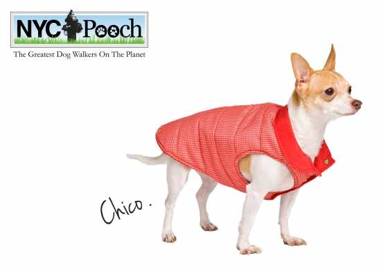 Image for NYC POOCH with ID of: 1682115