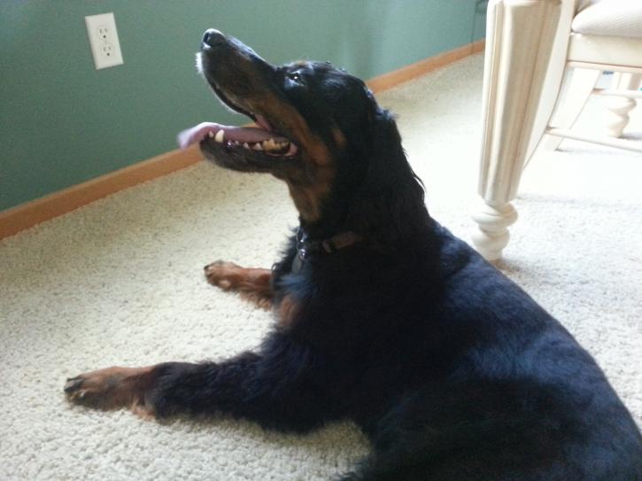 Image for Whiskers To Tails Petsitting with ID of: 1683556