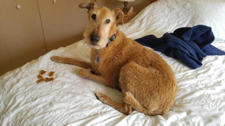 Image for Whiskers To Tails Petsitting with ID of: 1683558