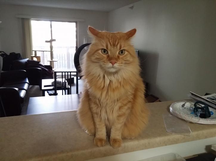 Image for Whiskers To Tails Petsitting with ID of: 1683567