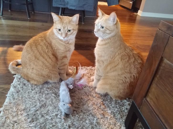 Image for Whiskers To Tails Petsitting with ID of: 1683574
