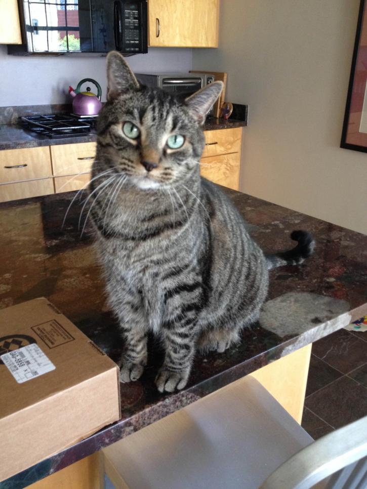 Image for Whiskers To Tails Petsitting with ID of: 1683586