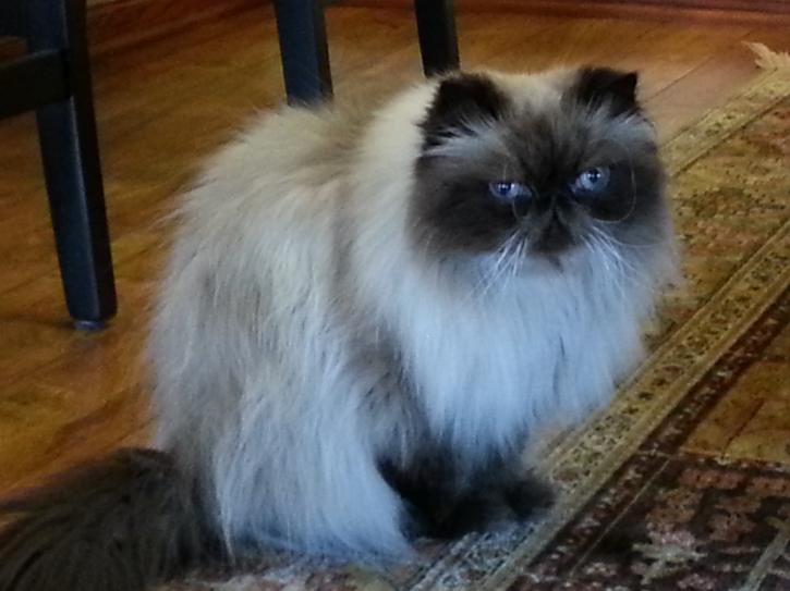 Image for Whiskers To Tails Petsitting with ID of: 1683589
