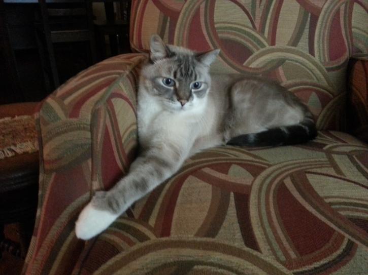 Image for Whiskers To Tails Petsitting with ID of: 1683596