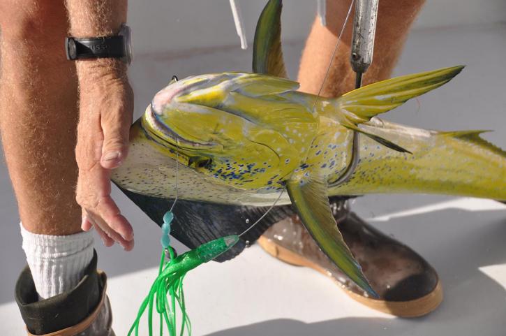 Image for Instigator Sportfishing Charters with ID of: 1683763