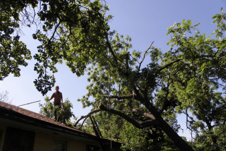 Image for Tree Removal Buffalo NY with ID of: 1684337