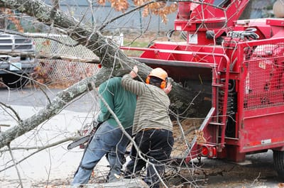 Image for Elm Tree Service Cincinnati with ID of: 1684843