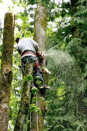 Image for Elm Tree Service Cincinnati with ID of: 1684847