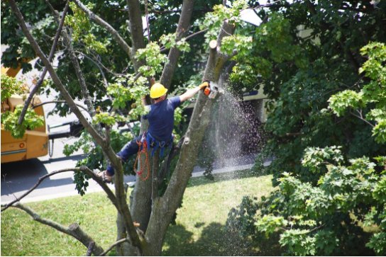 Image for Travelers Rest Tree Service with ID of: 1685340