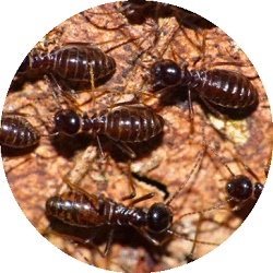 Image for Advantage Pest Control with ID of: 1686498