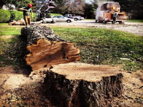 Image for Vermont Arborists with ID of: 1686563