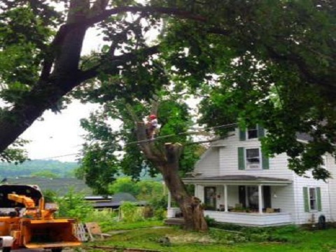 Image for Vermont Arborists with ID of: 1686580