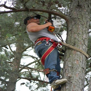 Image for Chris Cox Tree Works with ID of: 1695181
