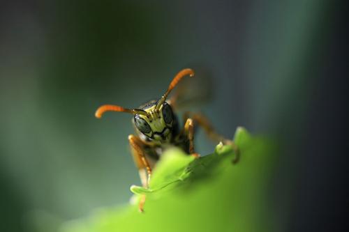 Image for Get Rid Pest Control with ID of: 1695450