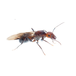 Image for Top Choice Pest Control with ID of: 1703884