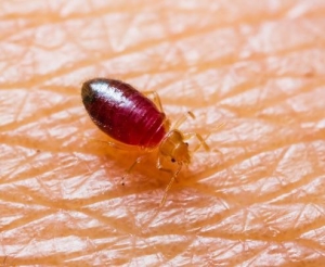 Image for Top Choice Pest Control with ID of: 1703885
