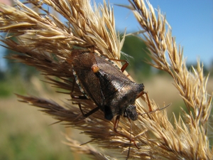 Image for Top Choice Pest Control with ID of: 1703886