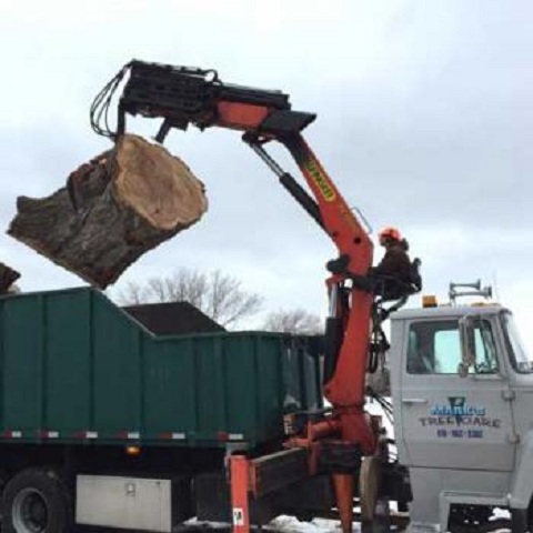 Image for Mark's Tree Care with ID of: 1704192